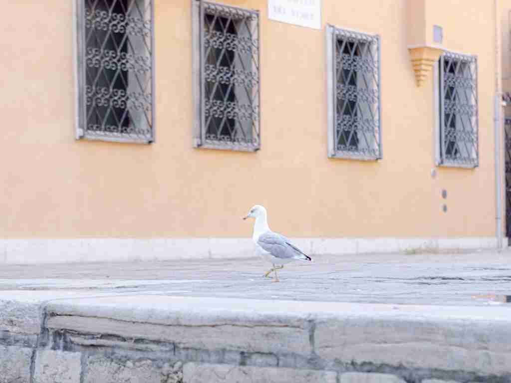 Couple-photoshoot-exploring-San-Polo-in-Venice-before-heading-to-the-Opera