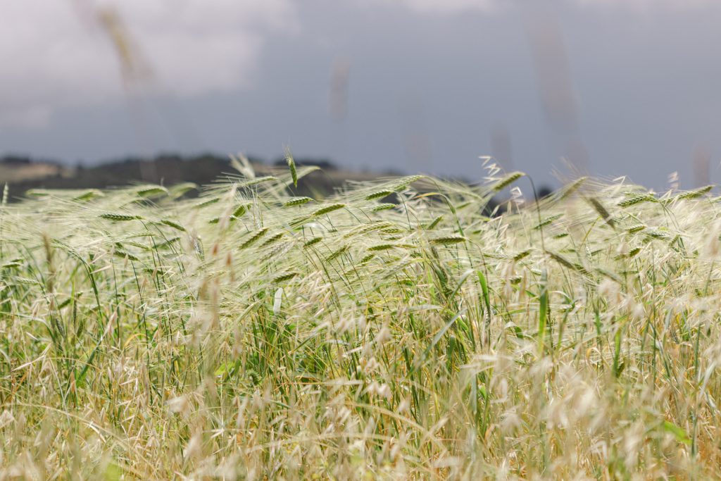Green wheat fields ripening in June across the Val d'Orcia, Tuscany