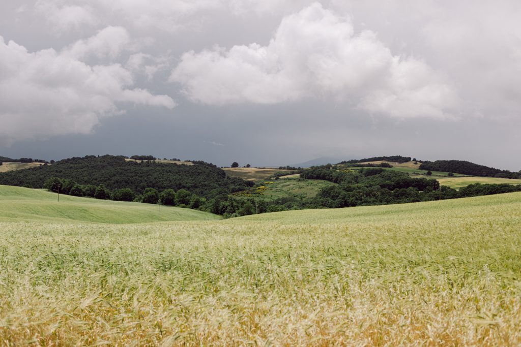 Cypresses, green and gold, summer hills in Val D'Orcia Tuscany