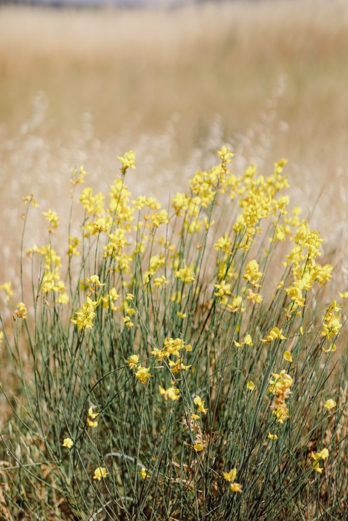 Golden rolling hills of the Val d'Orcia at sunset, a Tuscany elopement landscape